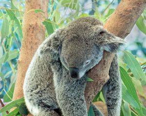 Preview wallpaper koala, animal, gray, sleep, tree