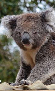 Preview wallpaper koala, animal, gray, furry, wildlife