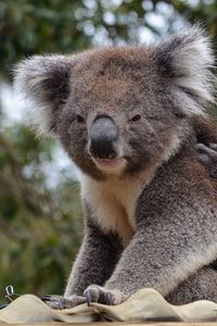 Preview wallpaper koala, animal, gray, furry, wildlife