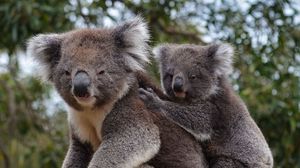 Preview wallpaper koala, animal, gray, furry, wildlife