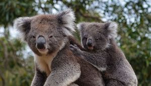 Preview wallpaper koala, animal, gray, furry, wildlife