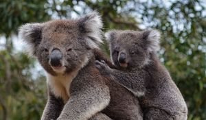 Preview wallpaper koala, animal, gray, furry, wildlife