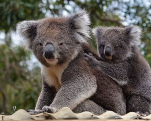 Preview wallpaper koala, animal, gray, furry, wildlife