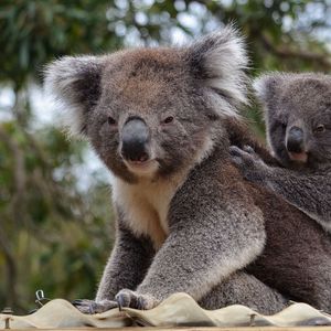 Preview wallpaper koala, animal, gray, furry, wildlife