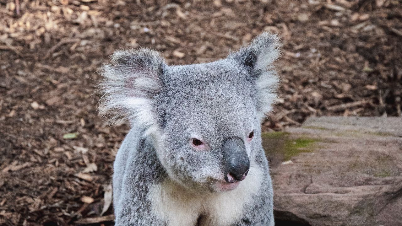 Wallpaper koala, animal, muzzle, funny, stones