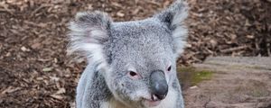 Preview wallpaper koala, animal, muzzle, funny, stones