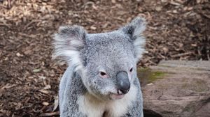 Preview wallpaper koala, animal, muzzle, funny, stones