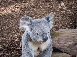 Preview wallpaper koala, animal, muzzle, funny, stones