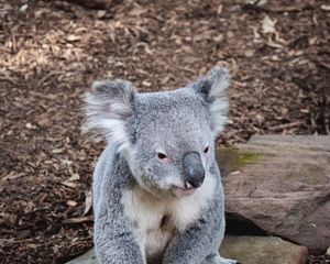 Preview wallpaper koala, animal, muzzle, funny, stones