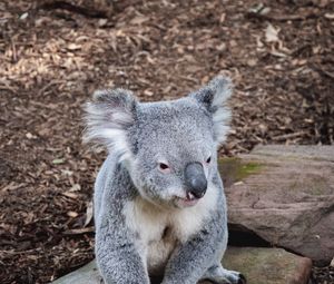 Preview wallpaper koala, animal, muzzle, funny, stones