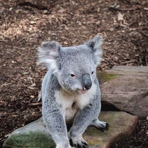 Preview wallpaper koala, animal, muzzle, funny, stones