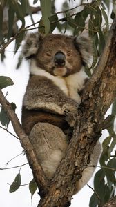 Preview wallpaper koala, animal, tree, wildlife, leaves