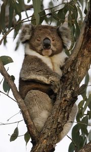 Preview wallpaper koala, animal, tree, wildlife, leaves