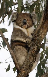 Preview wallpaper koala, animal, tree, wildlife, leaves