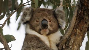 Preview wallpaper koala, animal, tree, wildlife, leaves