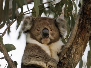 Preview wallpaper koala, animal, tree, wildlife, leaves