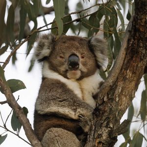 Preview wallpaper koala, animal, tree, wildlife, leaves