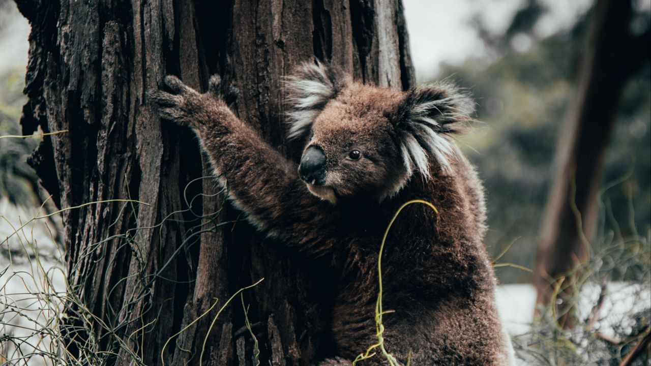 Wallpaper koala, animal, tree, grass