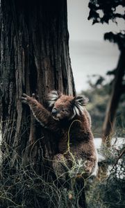 Preview wallpaper koala, animal, tree, grass