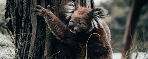 Preview wallpaper koala, animal, tree, grass