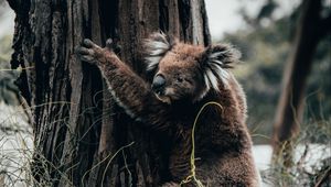 Preview wallpaper koala, animal, tree, grass