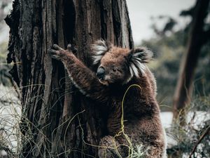 Preview wallpaper koala, animal, tree, grass