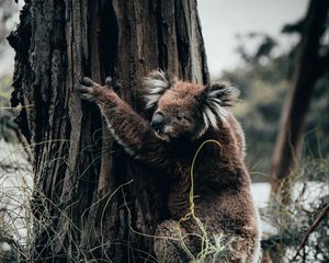 Preview wallpaper koala, animal, tree, grass