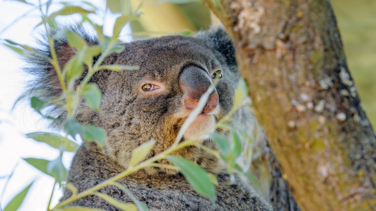 Wallpaper koala, animal, tree, branches