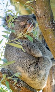 Preview wallpaper koala, animal, tree, branches