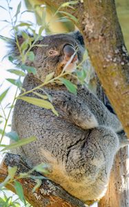 Preview wallpaper koala, animal, tree, branches