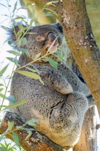 Preview wallpaper koala, animal, tree, branches