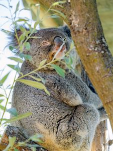 Preview wallpaper koala, animal, tree, branches