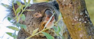 Preview wallpaper koala, animal, tree, branches