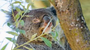 Preview wallpaper koala, animal, tree, branches