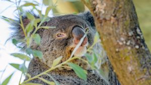 Preview wallpaper koala, animal, tree, branches