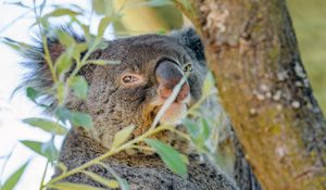 Preview wallpaper koala, animal, tree, branches