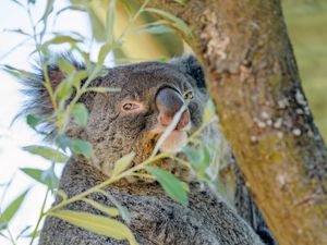 Preview wallpaper koala, animal, tree, branches