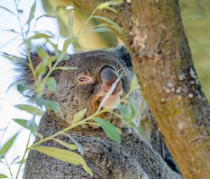 Preview wallpaper koala, animal, tree, branches