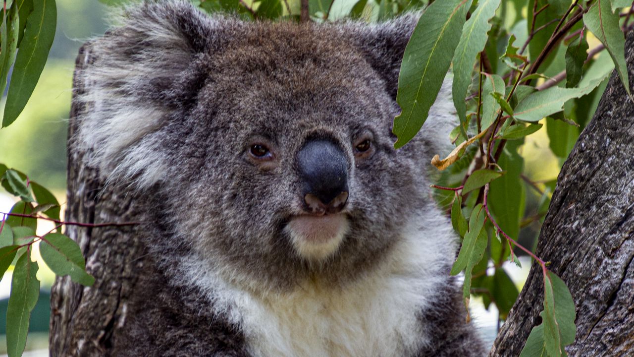 Wallpaper koala, animal, tree, leaves