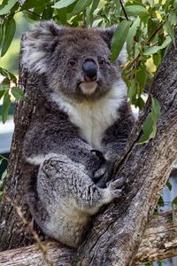 Preview wallpaper koala, animal, tree, leaves