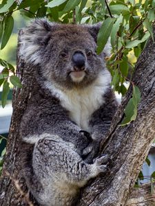 Preview wallpaper koala, animal, tree, leaves