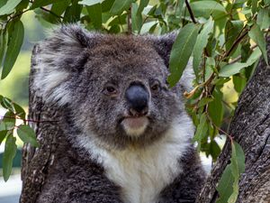 Preview wallpaper koala, animal, tree, leaves