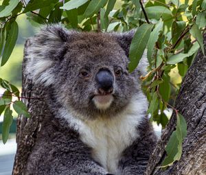 Preview wallpaper koala, animal, tree, leaves