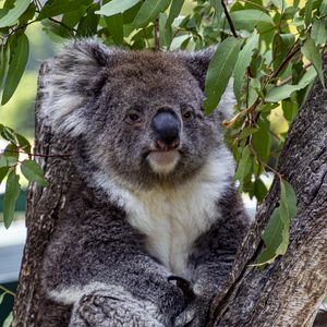 Preview wallpaper koala, animal, tree, leaves