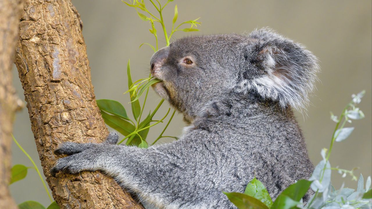 Wallpaper koala, animal, tree, leaves, wildlife