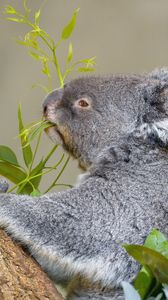 Preview wallpaper koala, animal, tree, leaves, wildlife