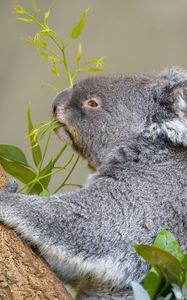 Preview wallpaper koala, animal, tree, leaves, wildlife