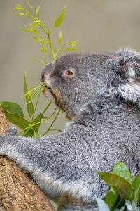 Preview wallpaper koala, animal, tree, leaves, wildlife