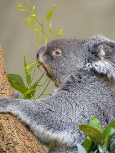 Preview wallpaper koala, animal, tree, leaves, wildlife