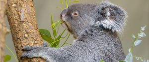 Preview wallpaper koala, animal, tree, leaves, wildlife